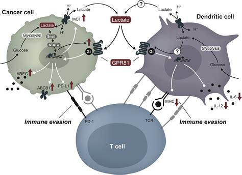 Why Warburg Works Lactate Controls Immune Evasion Through Gpr81 Cell