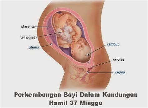 Perkembangan bayi 0 sampai 12 bulan, kapan bayi berguling, tengkurap, duduk, merangkak, berjalan. Perkembangan Bayi Dalam Kandungan Hamil 37 Minggu