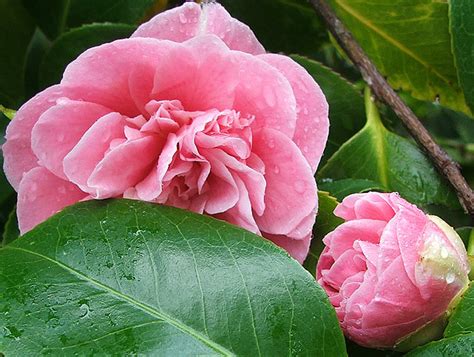 First Camellia To Flower