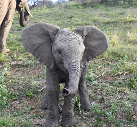 Five Fascinating Elephant Fatcs Kariega Game Reserve