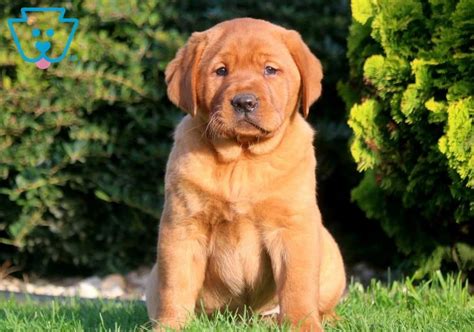 Browse search results for fox red labrador puppies pets and animals for sale in michigan. Amy | Puppies, Labrador retriever, Red lab puppies