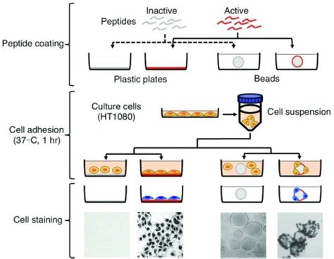 Figure 3 Cell Adhesion Assay Using Plastic Plates And Open I