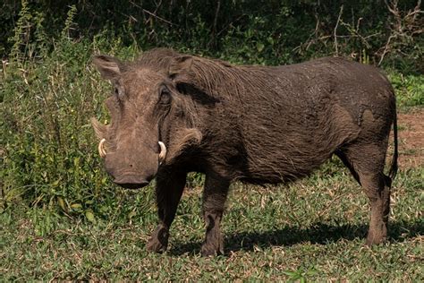 100 Free Warthog And Nature Photos Pixabay