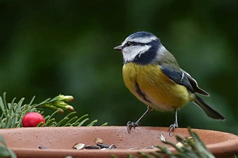 What To Feed Birds In The Winter Moral Fibres Uk Eco