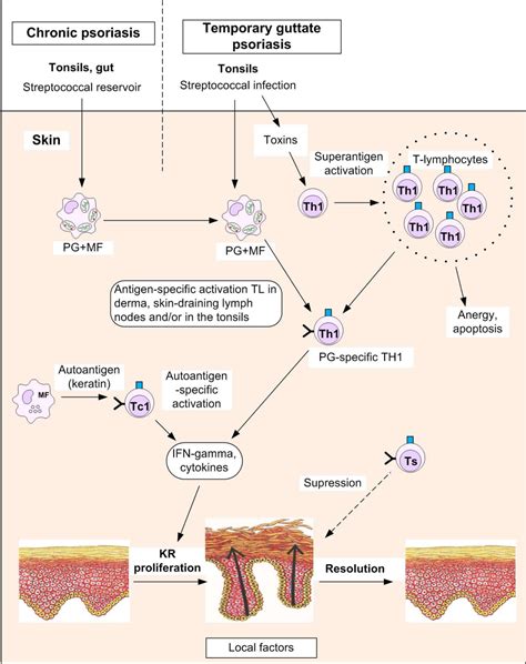 Pdf Model Of Pathogenesis Of Psoriasis Part 1 Systemic Psoriatic