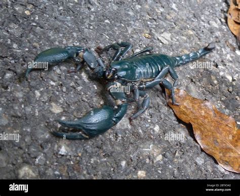 Escorpión Gigante Fotos E Imágenes De Stock Alamy