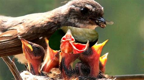 Mother Bird Feeding Baby Birds Hd1080p Youtube