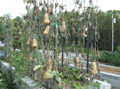 Butternut Squash On Trellis1 Abundant Mini Gardens