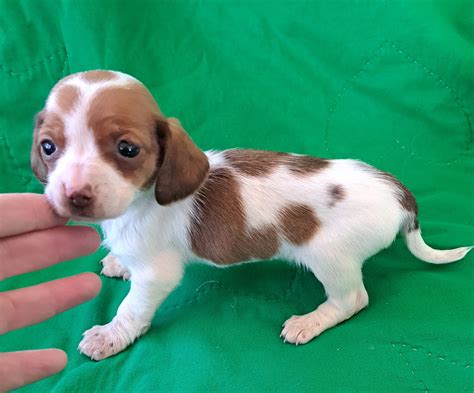 Zoey Dachshund Miniature Puppy For Sale In Ashland Oh Lancaster