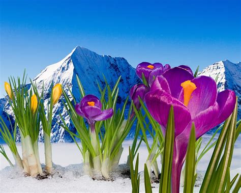 Spring Crocuses Crocus Snow Mountains Flowers Spring Hd Wallpaper