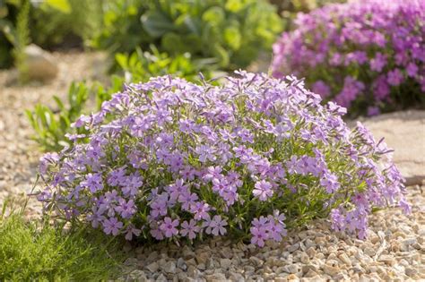 Purple Creeping Phlox On The Flowerbed The Ground Cover