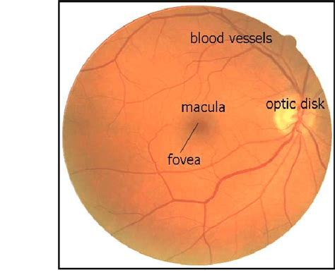 Colour Fundus Retinal Features Download Scientific Diagram