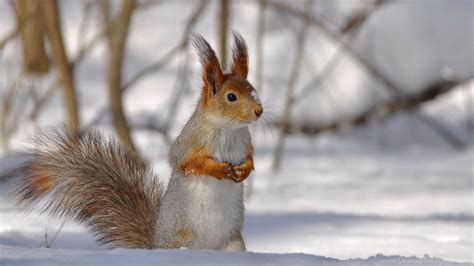 Sweet little squirrel in the snow - HD wallpaper
