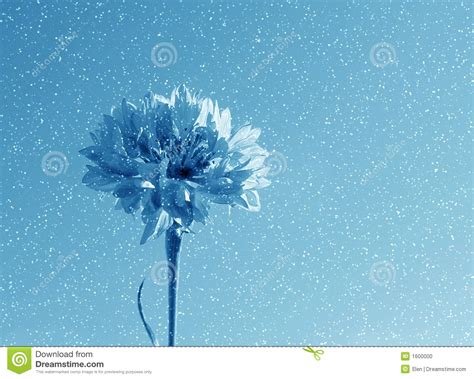Blue Flower In Snow Stock Photo Image Of Nature Season 1600000