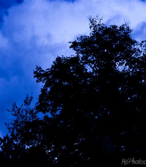 Tree Dark In Blue Click Facebook To Visit My Page Mophotos