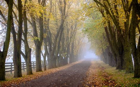 Dirt Road In Autumn Forest Papel De Parede Hd Plano De Fundo