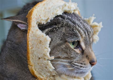 Cat Breading 1 By Ncfwhitetigress On Deviantart