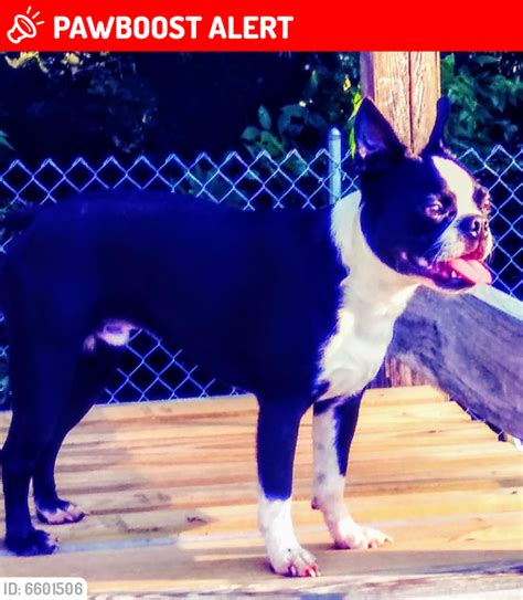 Lost Male Dog In Nottoway Court House Va 23930 Named Max