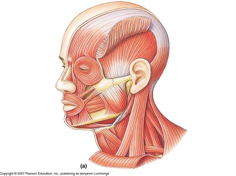 Human muscles enable movement it is important to understand what they do in order to diagnose sports injuries and prescribe rehabilitation exercises. unlabeled muscles of the head and neck | Pics Photos ...