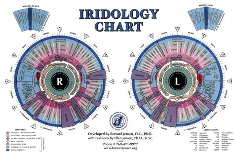 Iridology Chart Ellen Tart Jensen S Iridology Chart