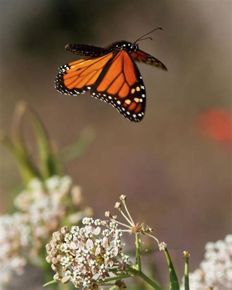 Monarch Butterfly Butterflies Flying Monarch