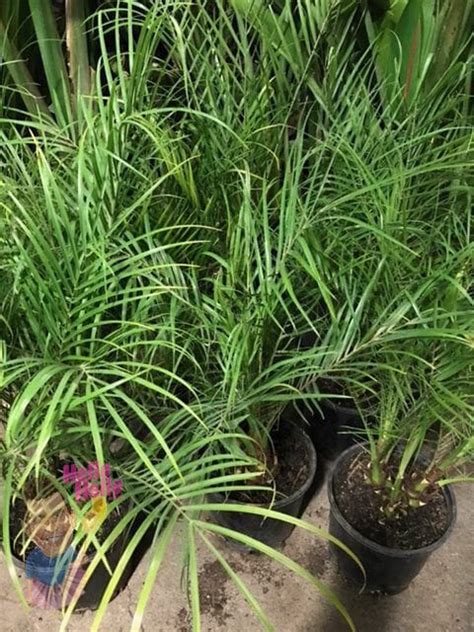 Phoenix Dwarf Date Palm 8 Pot Hello Hello Plants And Garden Supplies