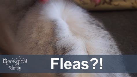 How To Tell If Your Cat Has Fleas Youtube