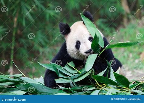 A Giant Panda Is Sending A Sweetly Smile To The Audiences Stock Photo