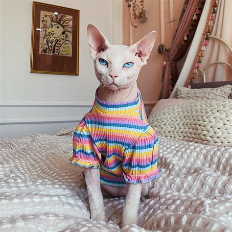 Colorful Cat Clothes Cat Dress Hairless Cat Clothes Sphynx Cat Etsy