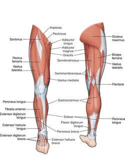 Leg muscles diagram labeled and leg muscle names diagram leg | best diagram collection. Leg (anatomy) | definition of Leg (anatomy) by Medical dictionary