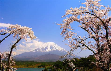 Обои деревья, озеро, гора, весна, Япония, сакура, Фудзияма картинки на ...
