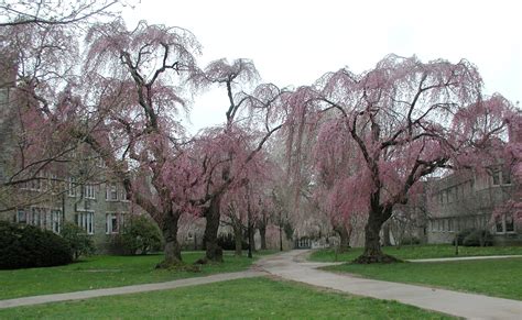 Level green landscaping designer shelley russell has a few beauties to recommend. What kind of cherry tree did Washington fell? (If he did ...