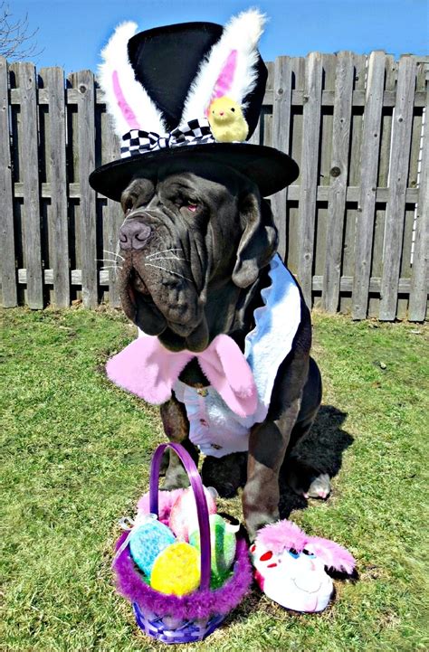 I Get All The Chicks Happy Easter Dog Costumes Dog Clothes Doggy
