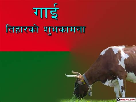 Happy Gai Tihar Cow Puja Nepal Greetings Cards Image Beautiful