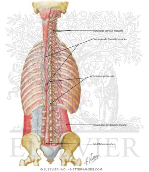 Muscles Of Back Deep Layers Transversospinal Interspinal