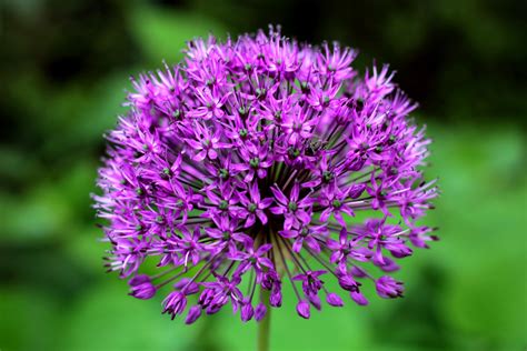 Allium Purple Sensation Stow Garden Center
