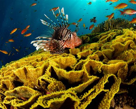 Download Wallpaper 1280x1024 Underwater Fish Corals Standard 54 Hd