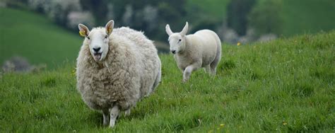 Mulesing, done and dusted right? Mulesing | Schachenmayr