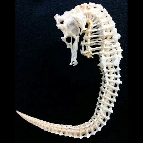 This Is A Real Articulated Sea Horse Skeleton It Comes In A Protective