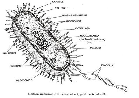 Electron Microscopic Structure Of A Typical Bacterial Cell