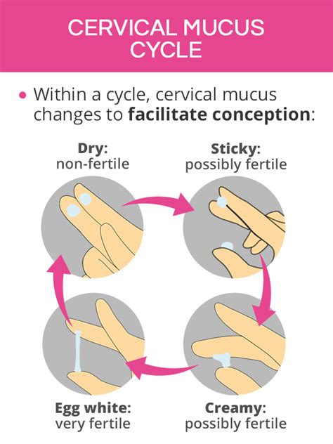 How To Check Cervical Mucus For Ovulation Memberfeeling16