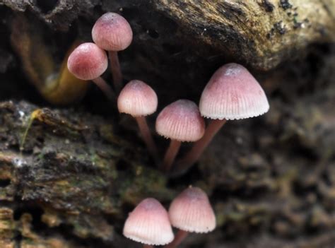 Wild Mushroom Poisoning Cases Spike In Nsw Healthtimes