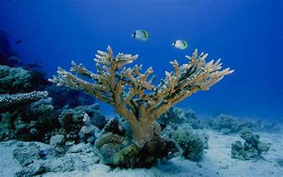 Underwater Coral Ocean Sea Habitat Ecosystem Reef