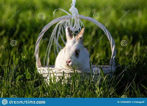 Rabbit Walking On Green Meadow Stock Image Image Of Pedigree Grass