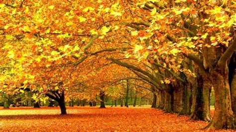 Fall Leaves Nature Seasons Trees Yellow Wallpapers Hd Desktop