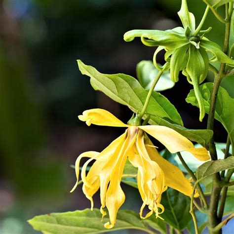 Ylang ylang essential oil is a rather interesting essential oil as its distillation varies a bit from most other oils, and this can affect the composition and. Ylang-Ylang Essential Oil - Be Kind Botanicals - Be Kind ...