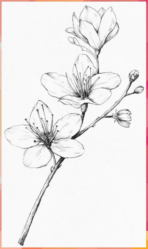 Gambar 3 Dimensi Bunga Sakura In 2020 Pencil Drawings Of Flowers
