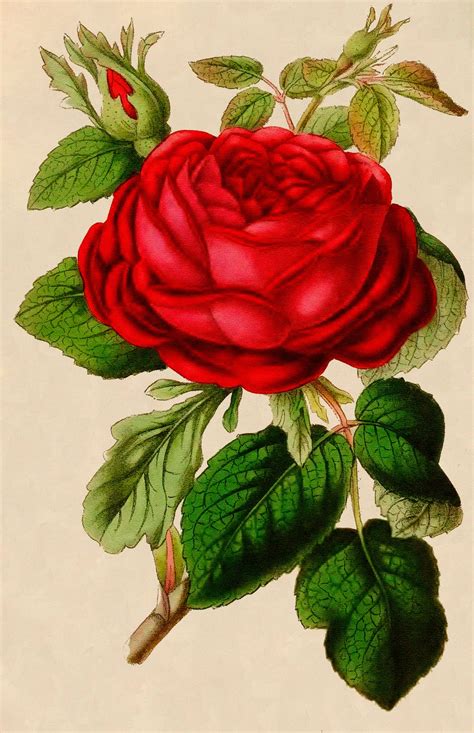 Vintage Red Rose Clip Art Cliparts
