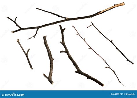 Dry Twigs Stock Photo Image 64162211