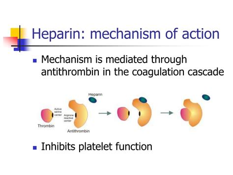 Heparin Mechanism Of Action Ppt Island Imagesee